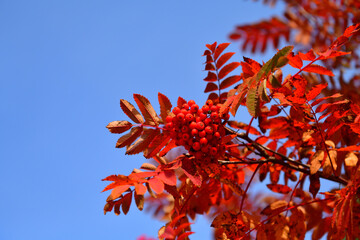 A branch of red mountain ash on a blue sky background with a place for text