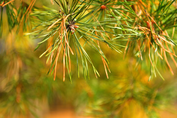 A pine branch in the autumn forest in October with a place for text