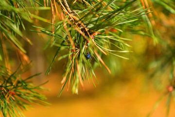 A pine branch in the autumn forest in October with a place for text