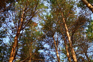 Trunks of autumn pines illuminated by the sun in October