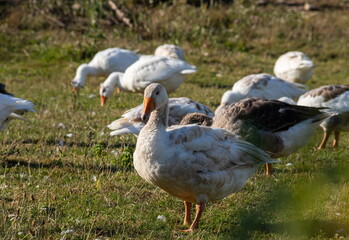Naklejka na ściany i meble Group of white fronted geese resting and feeding in coastal golf course grassland