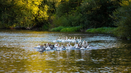 Domestic geese swim in the water. A flock of white beautiful geese in the river