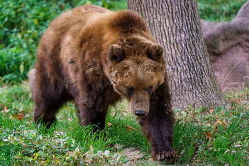 Naklejka na ściany i meble Kamchatka brown bear in the forest, Ursus arctos beringianus