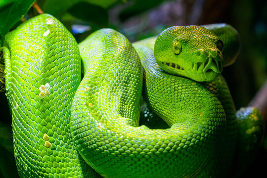 Green tree python (Morelia viridis) close-up. Portrait art.