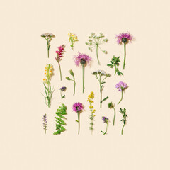Natural summer wildflowers, meadow herbs and field bloom plants, green grass, small wild blossom, forest thistle flower, fern