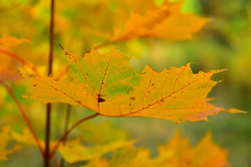 Sunlight shines brightly through the leaves on a maple branch in October with a place for text