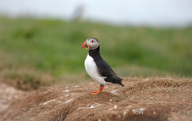 Obraz premium The atlantic puffin lives on the ocean and comes for nesting and breeding to the shore. They are seen in big numbers on Iceland