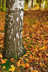 Birch trunk on the background of yellow autumn foliage