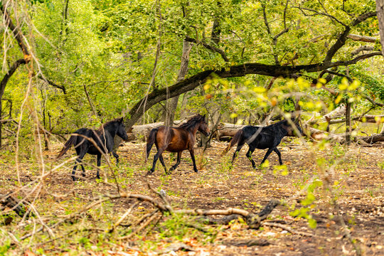 Wild horses in Letea forest