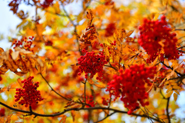 An upward view of red berries on a yellow autumn rowan branch in October with a place for text