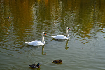Ducks and white swans swim in an autumn pond in October