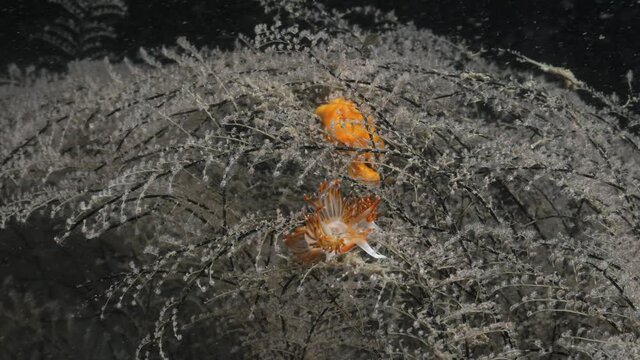 Marine science observation of the Nudibranch species Sakuraeolis contrasted against a stinging hydroid weed.