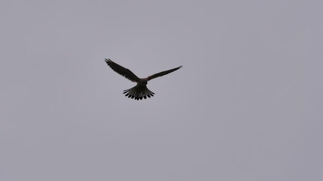 Static view common kestrel bird hovers in air with cloudy sky background. High quality slow motion 4k footage birds