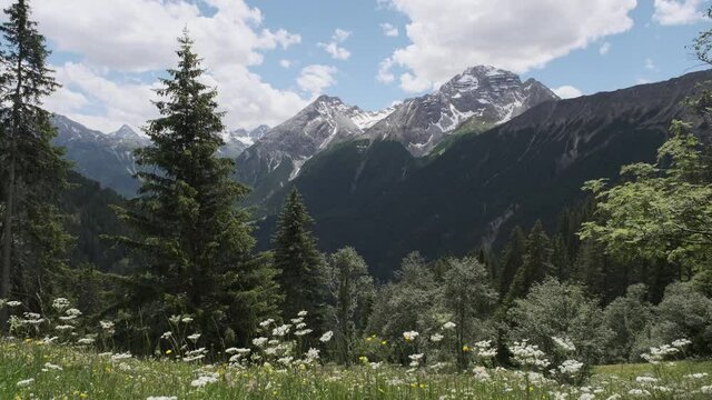 Flowers gently moving in the wind with scenic Mountain view