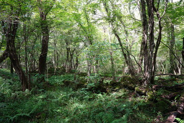 a lively dense forest in summer
