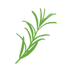 Silhouette of a sprig of rosemary. A delicious and healthy seasoning, widely used in the preparation of a variety of dishes. Vector illustration isolated on a white background for design and web.