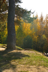 A pine tree stands on a rock in a sunny autumn park in October