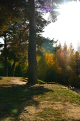 A pine tree stands on a rock in a sunny autumn park in October