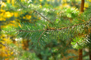 Pine branch in the autumn forest in October