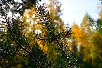 Sunlight shines through a pine branch in the autumn forest in October