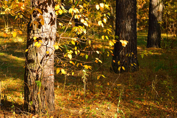 Young birches near mature pines in autumn