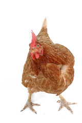 chicken isolated on white