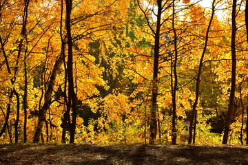 Fototapeta premium Autumn forest road leaves fall in ground landscape on autumnal background in October