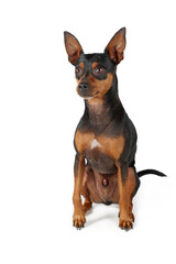 miniature pinscher dog isolated on white background