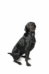 black labrador retriever isolated on white 