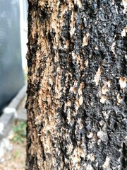 The edge of the yellow frangipani tree in the yard