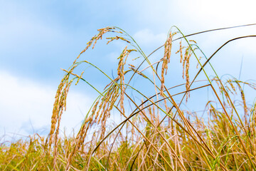 yellow gold rice in the rice field and sky view landscape