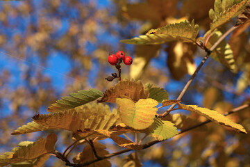 ripe berries on a branch in the fall