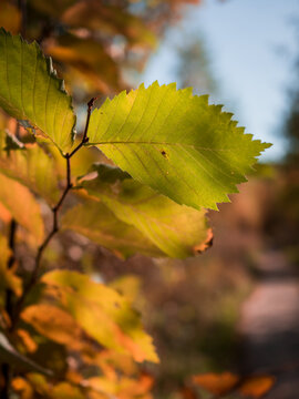 Close-up of yellow-green alder autumn leaves on a tree branch. Footpath in the background. Sunlight.