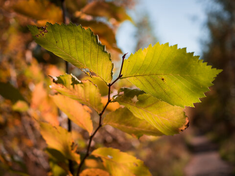 Close-up of yellow-green alder autumn leaves on a tree branch. Footpath in the background. Sunlight. Horizontal