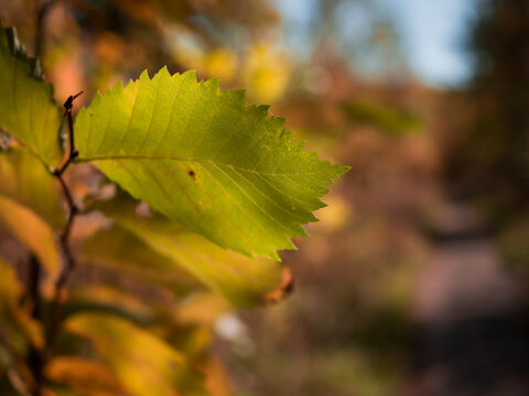 Close-up of yellow-green alder autumn leaves on a tree branch. Footpath in the background. Sunlight. Horizontal