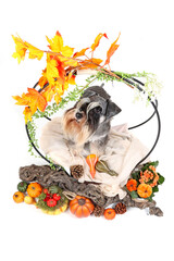 miniature schnauzer in an autumn setting with pumpkins and orange leaves