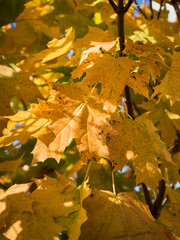 Close-up of yellow-orange maple leaves on a tree. Beautiful, sunny autumn. Vertically.
