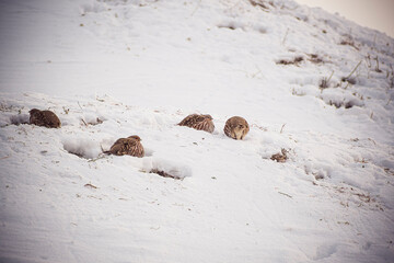 Colorful feathers of Perdix Perdix in snow. Wildlife survival in winter. Gray partridge family in search for food. Selective focus on the animals, blurred background.