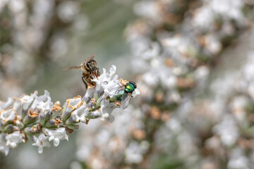 butterfly and fly and white lavender