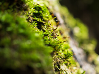 Close-up of green moss on a tree trunk. The moss grows upward. Selective focus. Horizontally