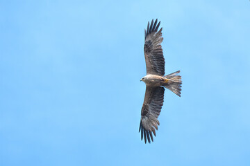 eagle in flight