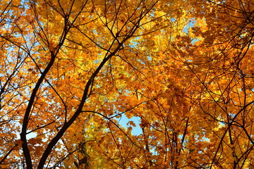 Sunlight shines brightly through the leaves on a maple branch in October