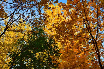 Maples and elms in the autumn park