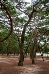 소나무숲, 하동송림의 소나무