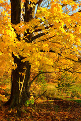 Autumn maple with fallen leaves in the forest on the background of the blue sky in October