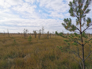 A pine tree growing in a swamp, against a background of grass and a beautiful sky with clouds.