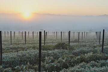 Obraz premium Landscape with vineyard poles
