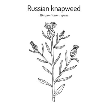 Russian knapweed Rhaponticum repens , medicinal plant