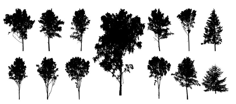 Beautiful forest trees. Set of silhouette of birch, fir trees. Vector illustration.