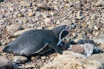 Fototapeta premium Humboldt penguin on the stones